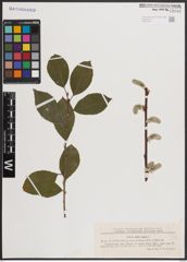 Foto von Salix caprea L.